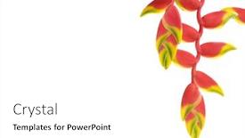  Presentation with border flower - Colorful presentation theme enhanced with tropical-flower-for-over-white backdrop and a white colored foreground