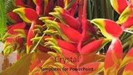  Presentation with nature - Colorful theme enhanced with tropical-flower-heliconia-in-nature backdrop and a red colored foreground