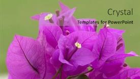  Presentation with tropical - Theme featuring tropical-flower-on-green-background background and a seafoam green colored foreground