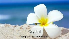  Presentation with plumeria - Slides consisting of tropical flower plumeria alba white background and a soft green colored foreground