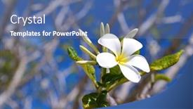  Presentation with plumeria - Slide set enhanced with tropical-flower-plumeria-or-white background and a ocean colored foreground