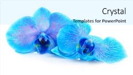  Presentation with oktoberfest bavarian white and blue - PPT theme enhanced with tropical flowers - beautiful blue orchid isolated background and a arctic colored foreground