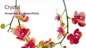  Presentation with white flower frame - Slides with red sea nice blue background and a light gray colored foreground