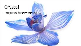  Presentation with orchid - Theme featuring tropical flowers - exotic blue orchid isolated background and a white colored foreground
