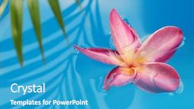 Presentation with frangipani flowers - Colorful presentation theme enhanced with tropical flowers - floating pink frangipani i backdrop and a teal colored foreground