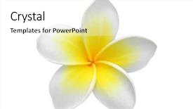  Presentation with flower - Amazing slides having tropical flowers - frangipani flower isolated on white backdrop and a white colored foreground