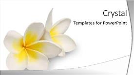  Presentation with tropical flowers - Slide set having tropical flowers - frangipani on white background background and a white colored foreground