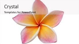  Presentation with plumeria - Slide set consisting of tropical flowers - frangipani plumeria flower isolated background and a sky blue colored foreground