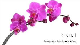  Presentation with gentle - Slide deck having tropical flowers - gentle beautiful orchid isolated background and a white colored foreground