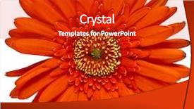  Presentation with bud - Presentation theme consisting of amur tigers on a geass in summer day background and a forest green colored foreground