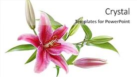  Presentation with lily flower - Slides having tropical flowers - lily flower with stamens intact background and a white colored foreground