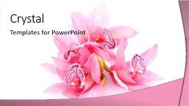  Presentation with tropical flowers - Slides enhanced with tropical flowers - orchid isolated on white background background and a white colored foreground
