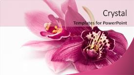  Presentation with orchid - Cool new presentation with tropical flowers - orchid isolated on white background backdrop and a coral colored foreground