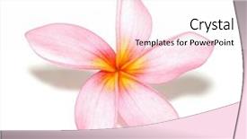  Presentation with frangipani flowers - Colorful presentation enhanced with tropical flowers - pink frangipani backdrop and a pink colored foreground
