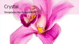  Presentation with pink white - Amazing presentation having tropical flowers - pink orchid flower isolated backdrop and a coral colored foreground