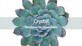  Presentation with tropical flowers - Theme with tropical flowers - succulent plant isolated background and a seafoam green colored foreground