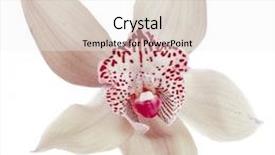  Presentation with tropical flowers - Slide deck featuring tropical flowers - white orchid head close up background and a white colored foreground