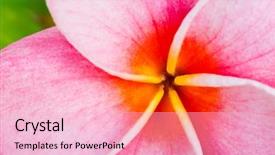  Presentation with frangipani flowers - Beautiful slide deck featuring tropical flowers frangipani plumeria macro backdrop and a lemonade colored foreground