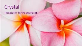  Presentation with frangipani flowers - Slide deck having tropical flowers frangipani plumeria macro background and a lemonade colored foreground