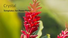  Presentation with hawaiian flowers - Theme having tropical-flowers-in-hawaiian-garden background and a  colored foreground