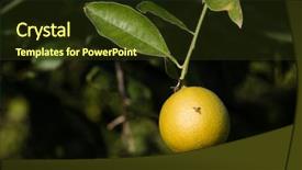  Presentation with tropical fruit - Presentation design with tropical fly on the peel background and a tawny brown colored foreground