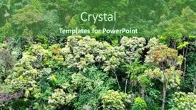  Presentation with tropical rainforest - PPT theme with tropical-foliage-along-a-rainforest background and a forest green colored foreground