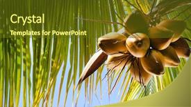  Presentation with coconut tree - Slide set featuring tropical food - coconut tree on the sky background and a tawny brown colored foreground