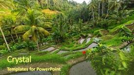  Presentation with rice terraces - Theme having tropical food malaysia - beautiful green rice terraces background and a tawny brown colored foreground