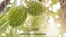  Presentation with durian - Presentation consisting of tropical food malaysia - close up the king background and a yellow colored foreground