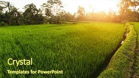  Presentation with rice husk from green starts - PPT theme with tropical food malaysia - green rice fields in bali background and a tawny brown colored foreground