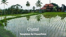 Presentation with rice fields - Amazing PPT layouts having tropical food malaysia - green rice fields in bali backdrop and a gray colored foreground