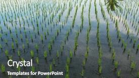  Presentation with rice terraces - PPT layouts featuring tropical food malaysia - green rice terraces close-up indonesia background and a dark gray colored foreground