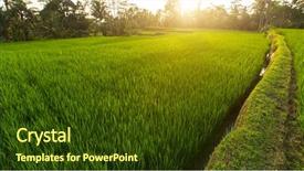  Presentation with rice terraces - Amazing PPT layouts having tropical food malaysia - green rice terraces in bali backdrop and a  colored foreground