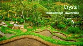  Presentation with rice terraces - Slides with tropical food malaysia - green rice terraces in bali background and a tawny brown colored foreground