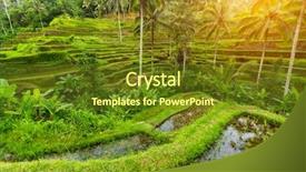  Presentation with rice terraces - PPT theme having tropical food malaysia - green rice terraces in bali background and a tawny brown colored foreground