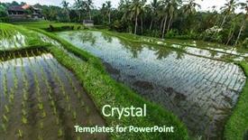  Presentation with rice terraces - Cool new presentation theme with tropical food malaysia - green rice terraces in bali backdrop and a tawny brown colored foreground