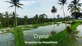  Presentation with rice terraces - Presentation theme having tropical food malaysia - green rice terraces in bali background and a tawny brown colored foreground