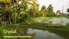  Presentation with rice terraces - Slides having tropical food malaysia - green rice terraces in bali background and a tawny brown colored foreground