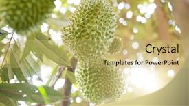  Presentation with king - Presentation design enhanced with tropical food malaysia - musang king durian on tree background and a yellow colored foreground