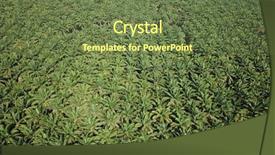  Presentation with oil palm plantation - Audience pleasing presentation theme consisting of tropical food malaysia - oil palm plantation aerial photo backdrop and a tawny brown colored foreground