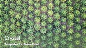  Presentation with oil palm plantation - Audience pleasing PPT theme consisting of tropical food malaysia - oil palm plantation aerial photo backdrop and a seafoam green colored foreground