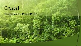  Presentation with tropical forest - PPT theme with tropical forest in morning mist background and a yellow colored foreground