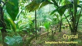  Presentation with tropical forest - Audience pleasing slide set consisting of tropical forest in valle de backdrop and a tawny brown colored foreground