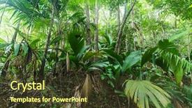  Presentation with tropical forest - Presentation theme having tropical forest in valle de background and a tawny brown colored foreground