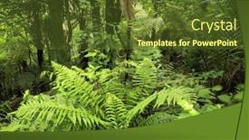  Presentation with tropical forest - Beautiful slide set featuring flora fauna - tropical forest backdrop and a tawny brown colored foreground