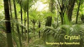  Presentation with tropical forest - Presentation consisting of tropical forest background and a tawny brown colored foreground