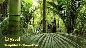  Presentation with tropical forest - Amazing theme having tropical forest backdrop and a tawny brown colored foreground