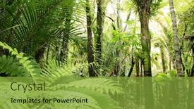  Presentation with tropical forest - Cool new presentation theme with flora fauna - tropical forest backdrop and a yellow colored foreground