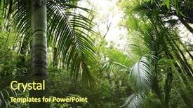  Presentation with tropical forest - Slide deck consisting of tropical forest background and a tawny brown colored foreground