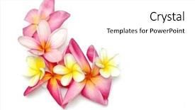  Presentation with frangipani flowers - Amazing slide deck having tropical frangipani border backdrop and a white colored foreground